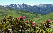 16 Salendo dalla Terrazza Salomon alla cima Mntebello rododendri rossi con vista panoramica